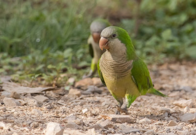 Monk Parakeet