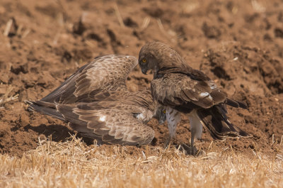 Short Toed Eagle