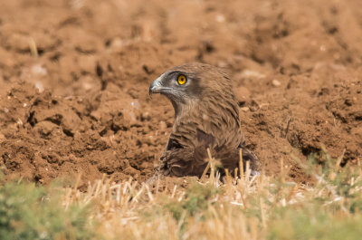 Short Toed Eagle