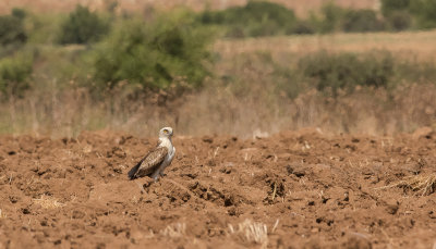 Short Toed Eagle