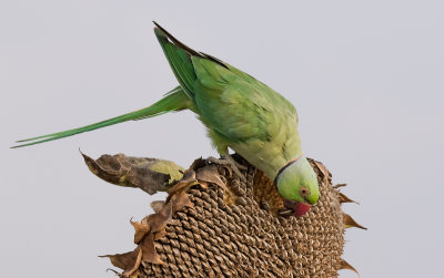 Rose-ringed Parakeet