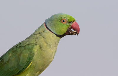 Rose-ringed Parakeet