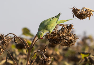 Rose-ringed Parakeet