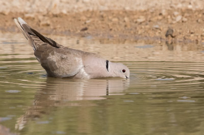 Collard Dove