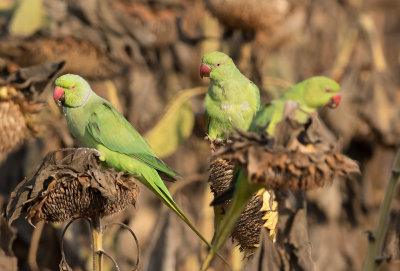 Rose-ringed Parakeet
