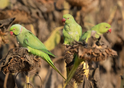 Rose-ringed Parakeet