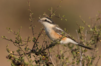 Masked Shrike