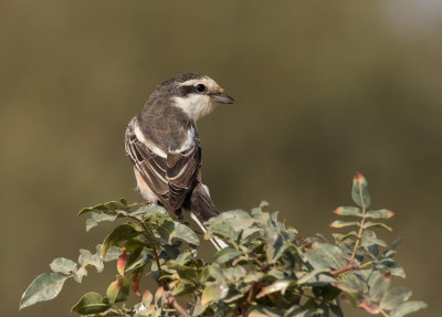 Masked Shrike