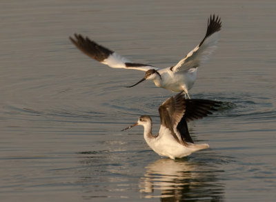 Pied Avocet