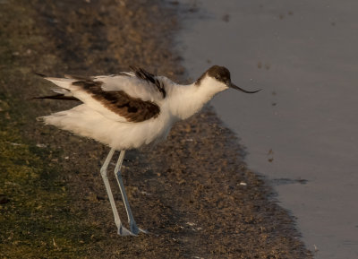 Pied Avocet