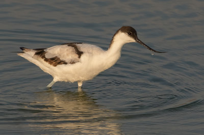 Pied Avocet