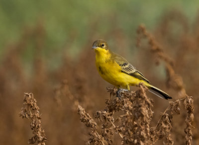 Yellow Wagtail