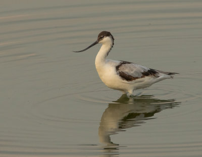 Pied Avocet סייפן עקוד