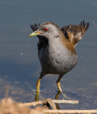 Little Crake