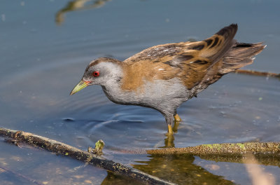 Little Crake ברודית קטנה