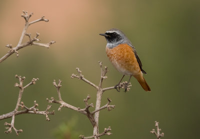 Common Red Start