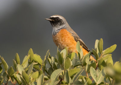Common Red Start
