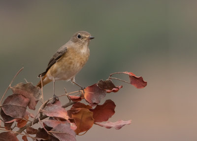 Common Red Start