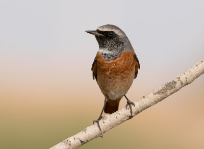 Common Red Start