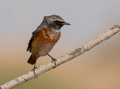 Common Red Start