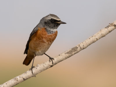 Common Red Start