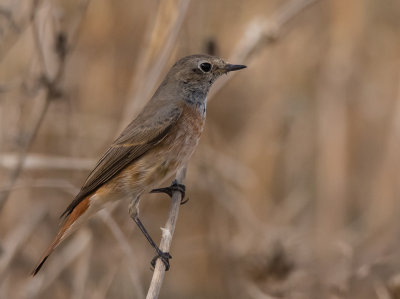 Common Red Start