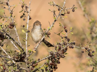 Graceful Prinia