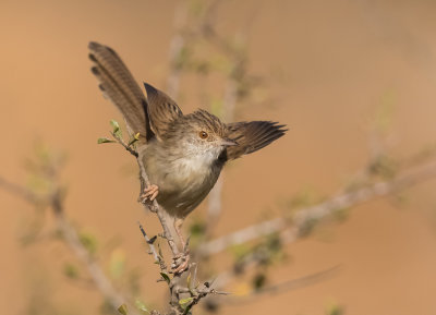 Graceful Prinia