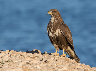 Common Buzzard 