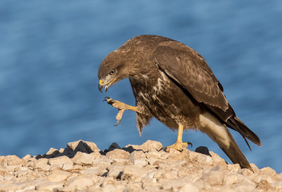 Common Buzzard 