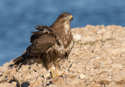 Common Buzzard 