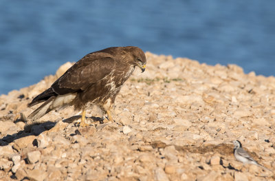 Common Buzzard 