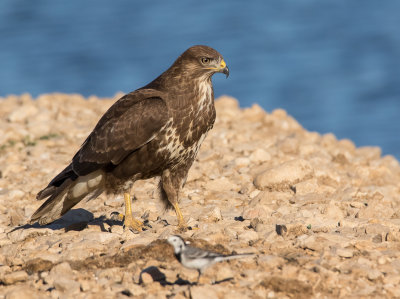 Common Buzzard 