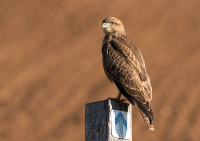 Common Buzzard 
