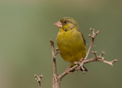 Greenfinch