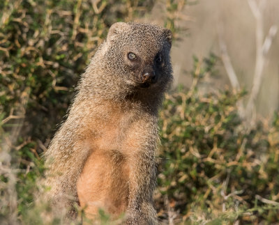 Egyptian mongoose