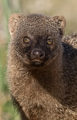 Egyptian mongoose