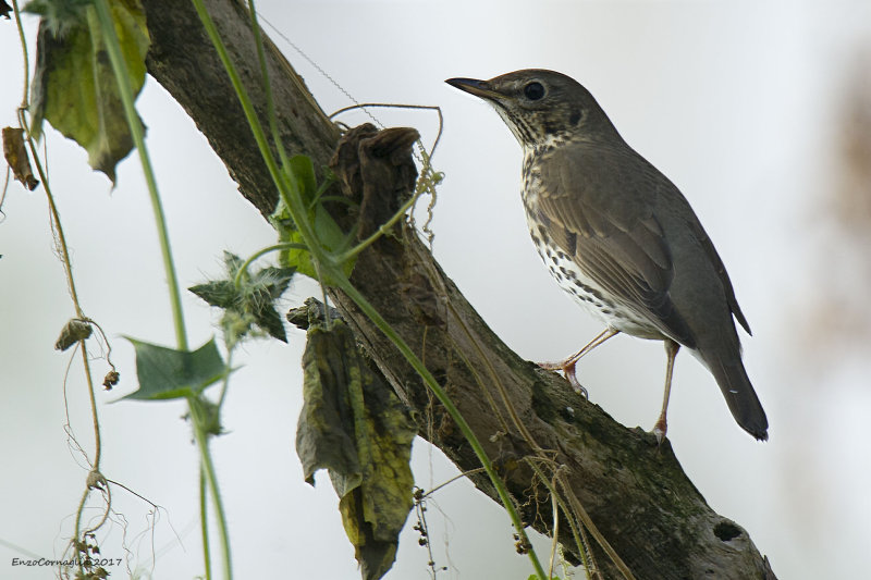 Tordo bottaccio (Turdus philomelos)