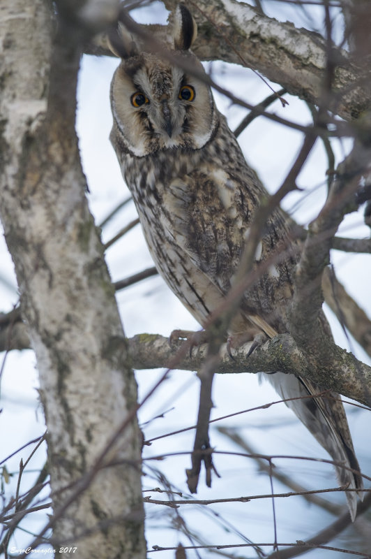 gufo comune (Asio otus)