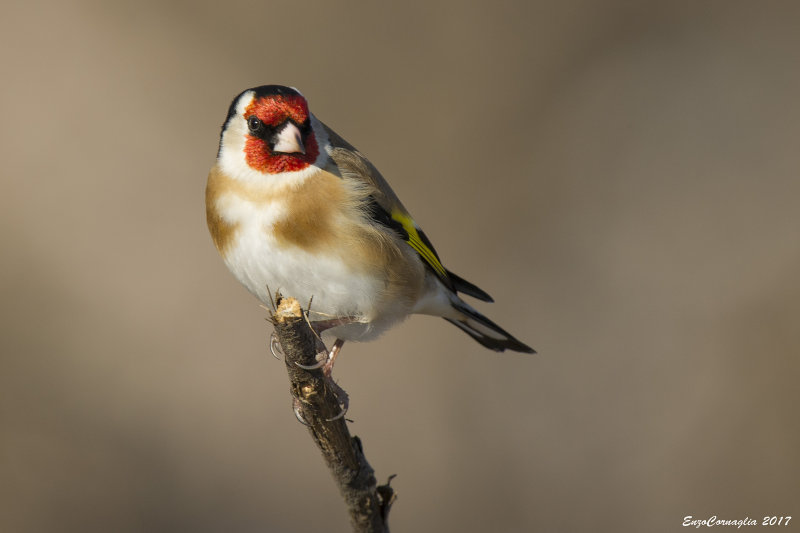 Cardellino - Goldfinch (Carduelis carduelis)