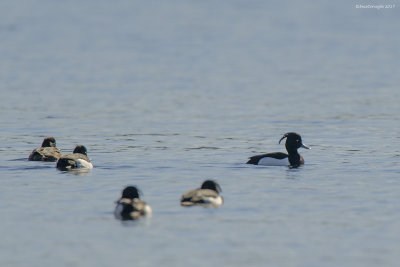 Moretta (Aythya fuligula)