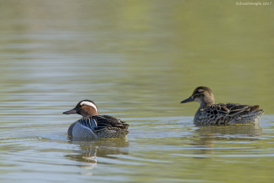 Marzaiola (Anas querquedula)