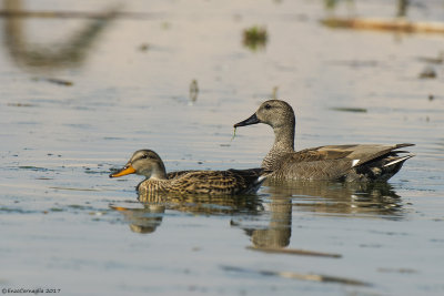 Canapiglia (Anas strepera)