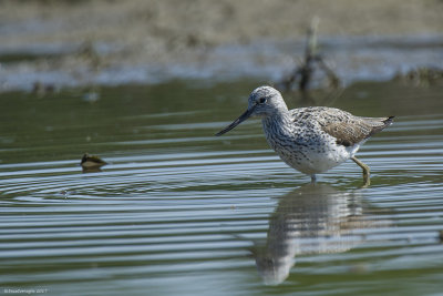 Pantana (Tringa nebularia)