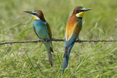 Gruccione - Bee-eater (Merops apiaster)
