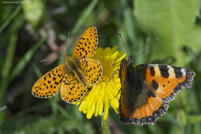 Boloria + Aglais