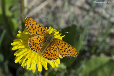 Boloria euphrosyne