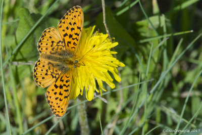Boloria euphrosyne