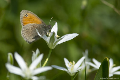 Coenonympha pamphilus