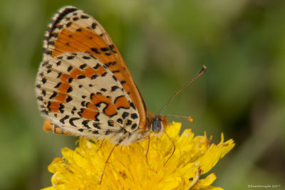 Melitaea didyma 